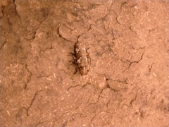 Apomecyna