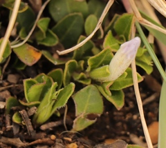 Ruellia pilosa