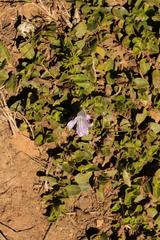Ruellia pilosa