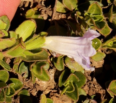 Ruellia pilosa