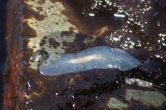 Leptoplanoidea