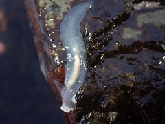 Leptoplanoidea