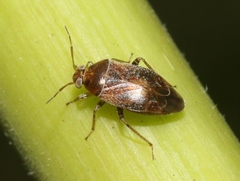 Agnocoris