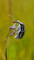 Aoplocnemis rufipes