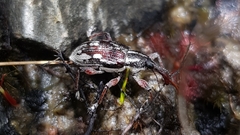 Aoplocnemis rufipes