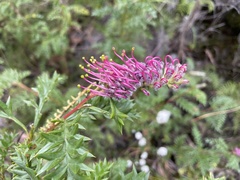 Grevillea acanthifolia