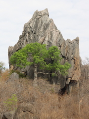 Brachychiton australis