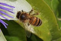 Apis mellifera