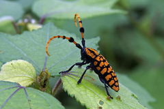 Aristobia reticulator