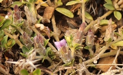 Blepharis integrifolia