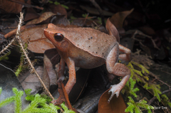 Borneo Big Sticky Frog photo 3
