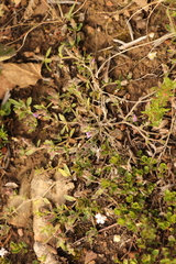 Blepharis integrifolia