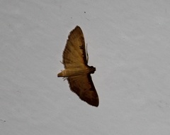Tatobotys