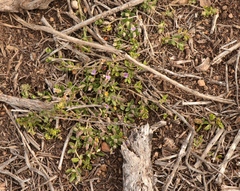 Blepharis integrifolia