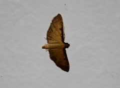 Tatobotys