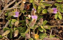 Blepharis integrifolia
