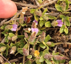 Blepharis integrifolia