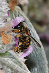 Anthidium manicatum