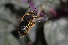 Anthidium manicatum