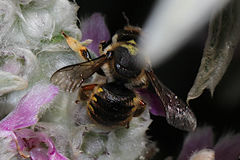 Anthidium manicatum