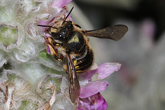 Anthidium manicatum