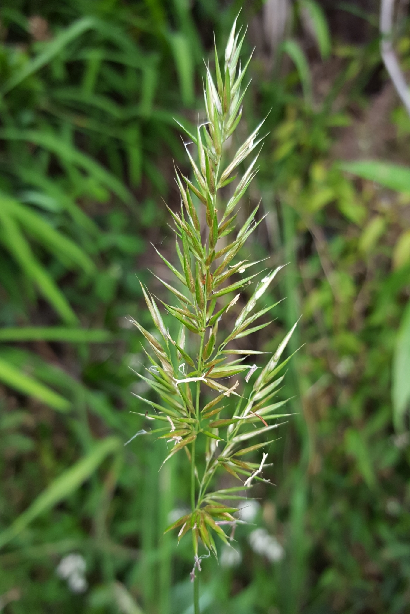 (c) François Rousseu, certains droits réservés (CC BY-NC) https://www.inaturalist.org/observations/99521372