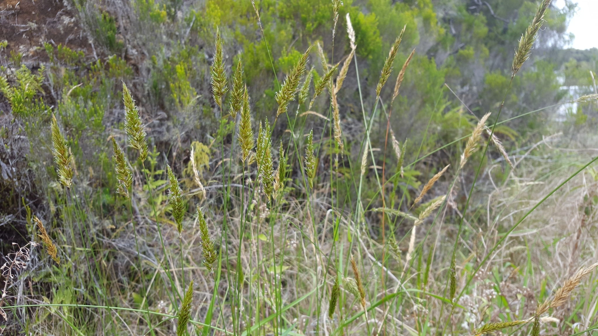 (c) François Rousseu, certains droits réservés (CC BY-NC) https://www.inaturalist.org/observations/99521372