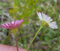 Erigeron karvinskianus image