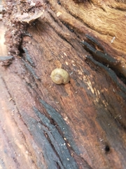 Austrochloritis iluka