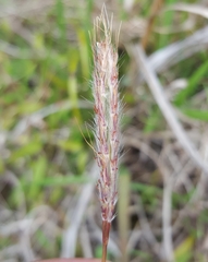 Ischaemum koleostachys