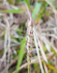 Ischaemum koleostachys
