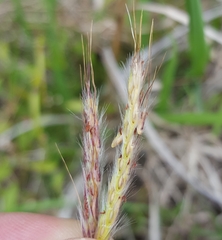Ischaemum koleostachys
