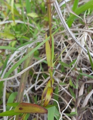 Ischaemum koleostachys
