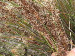 Hypodiscus argenteus