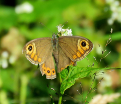 Lasiommata schakra