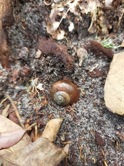 Annabellia assimilans