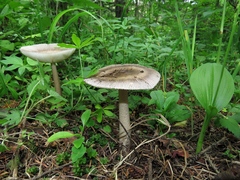 Amanita umbrinolutea