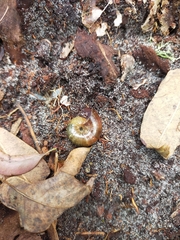 Annabellia assimilans