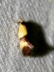 Antipterna euanthes