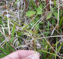Cyperus haspan