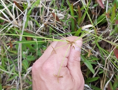 Cyperus haspan