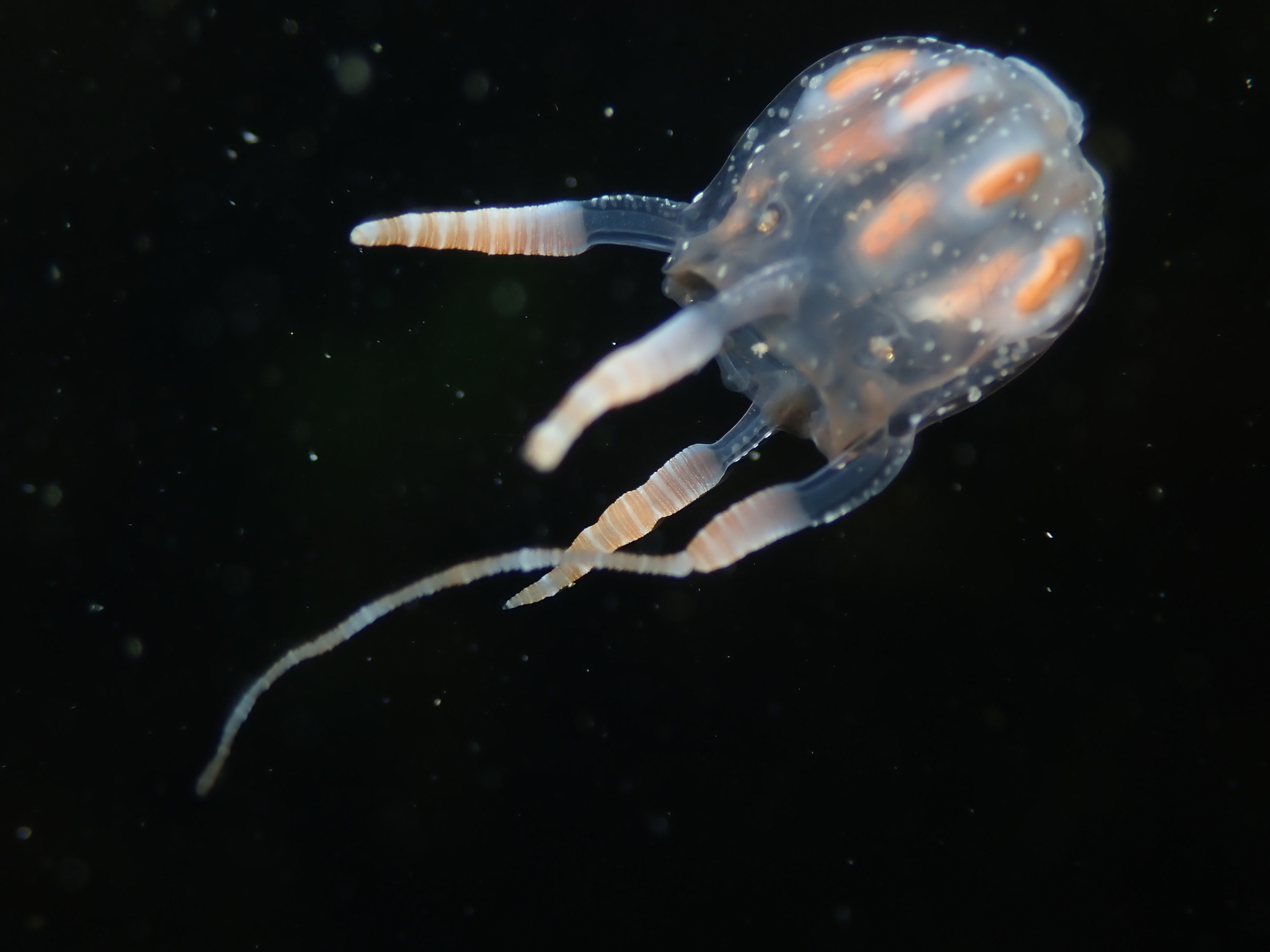 Copula sivickisi (Stiasny, 1926)