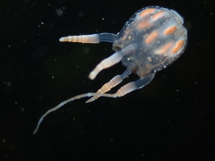 Copula sivickisi