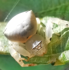 Thomisus spectabilis