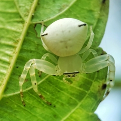 Thomisus spectabilis