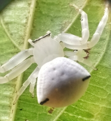 Thomisus spectabilis