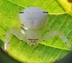 Thomisus spectabilis