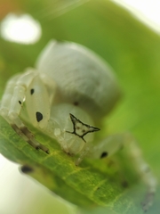 Thomisus spectabilis