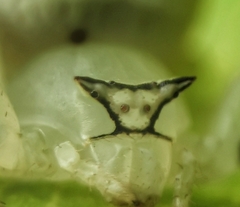 Thomisus spectabilis