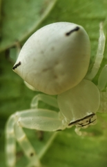 Thomisus spectabilis